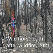 horse path after wildfire 2021