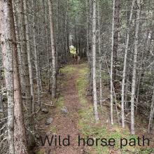 horse path pre-fire 2020