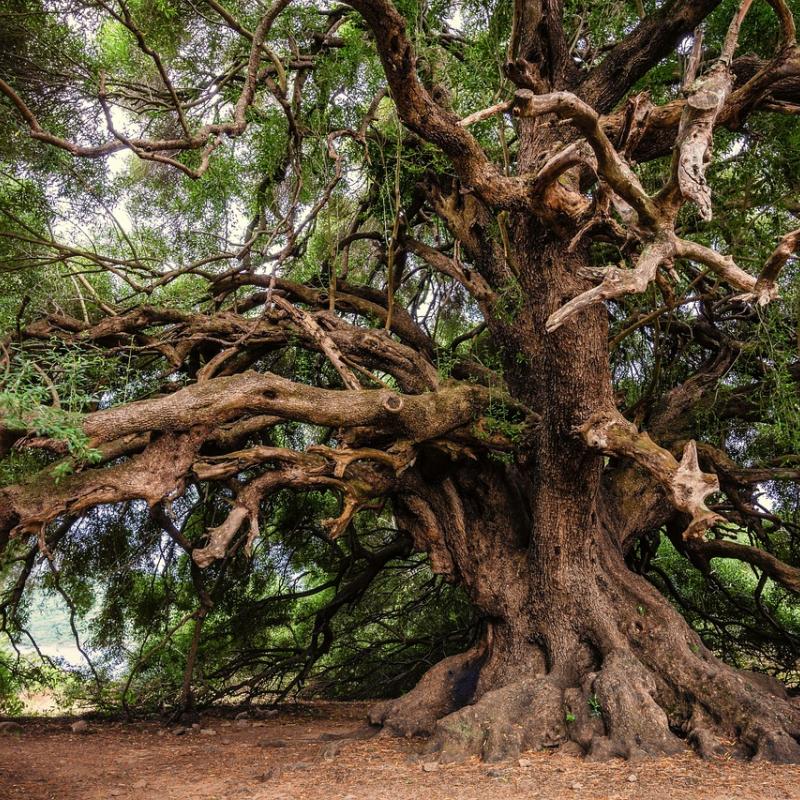 Olive Tree